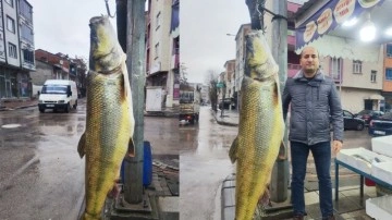 Göreni şoke eden dev balık. Boyu 2 metre, 93 kilo ve 28 yaşında!