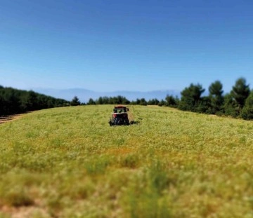 Hasadı tamamlayan kekik üreticileri sezondan umduğunu bulamadı