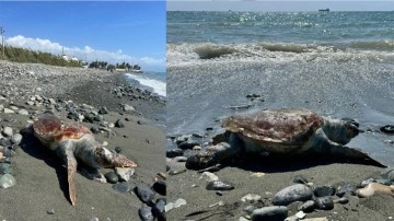 Hatay'da sahilde ölü caretta caretta bulundu