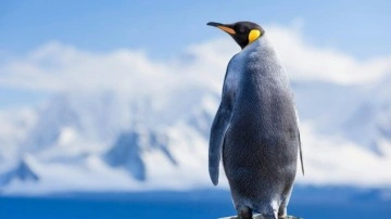 İlk kez insan gördü. Kral penguen yolunu şaşırttı. Bakın nereden çıktı