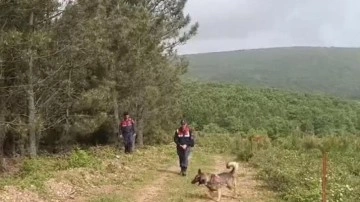 Kadavra köpekleri ormanda Korhan Berzeg'e ait iz arıyor