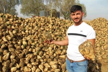 Kahramanmaraş’ta şeker pancarı hasadı başladı