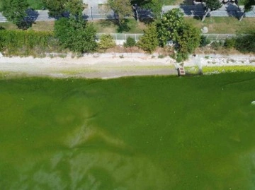 Kapatılan Florya Sahilinde deniz yeşile büründü