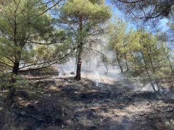 Kastamonu’da orman yangını: Ekiplerin müdahalesi ile kısa sürede söndürüldü