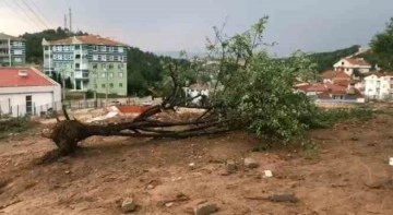 Kastamonu’da şiddetli rüzgar ağacı kökünden söktü