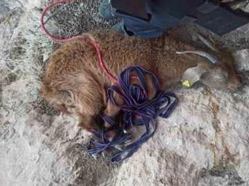 Kayalıklarda mahsur kalan keçi kurtarıldı