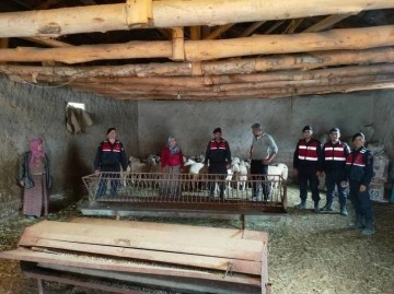 Kaybolan küçükbaş hayvanları jandarma buldu