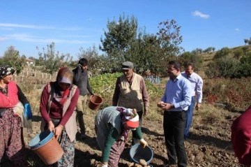 Kaymakam Han kadın işçilerle patates topladı