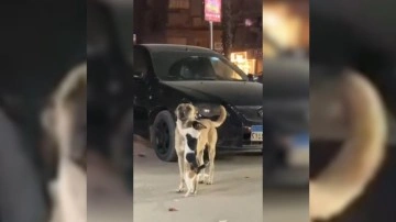 Kediyle köpeğin dostluğu viral oldu: İzleyenleri gülümseten anlar kameraya böyle yansıdı