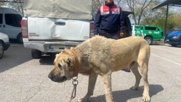 Köpek dövüştüren 14 kişiye 93 bin 808 lira ceza