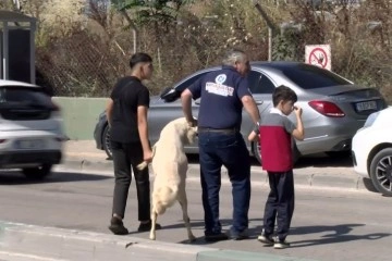 Kurbanlığı ayaklarından tutup çocuk gibi yürüttüler