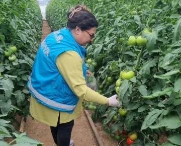 Kütahya’da örtüaltı üretim alanlarından domates numuneleri alındı