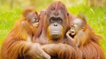 Malezya'dan orangutan diplomasisi