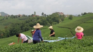 Mayıs ayı yaş çay ödemeleri başlıyor