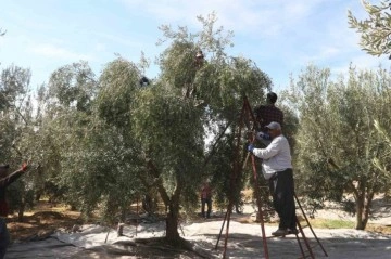 Mersin’de tüccarların zeytin alım fiyatını düşürmesine tepki: Bazı üreticiler hasadı erteledi