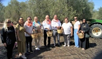 MHP Balıkesir Milletvekili Ekrem Gökay Yüksel zeytin hasat coşkusuna katıldı