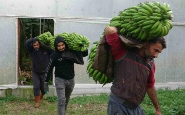 Muzda hasat sezonu başladı, bahçede 16-18 TL