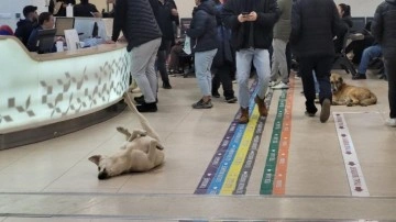 Önce Kocaeli şimdi Göztepe Devlet Hastanesi! Köpek fotoğrafları tepki çekti