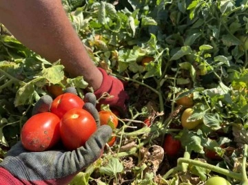 (ÖZEL) Domatese yağışlar yaradı sıcaklar ise yaktı