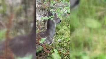 Rize'de yol kenarındaki demir korkuluklara sıkışan karacayı otobüs şoförü böyle kurtardı