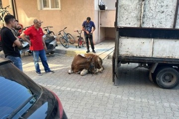 Sancaktepe’de kaçan kurbanlık yakalandı, 1 kişi yaralandı