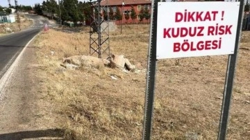 Şanlıurfa'da 2 mahalle, 'kuduz' nedeniyle karantinaya alındı