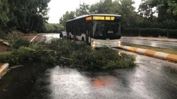 Şanlıurfa’da fırtınada ağaçlar devrildi, yollar göle döndü