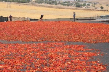 Şanlıurfa’da isotun acı serüveni başladı