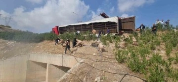 Şanlıurfa’da koyun yüklü tır devrildi: 80 koyun telef oldu