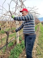 Sarıgöl’ün üzüm bağlarında budama çalışmaları devam ediyor