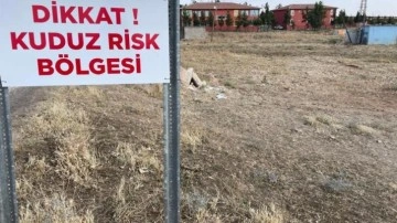 Şehirde kuduz köpek alarmı! 2 mahalle karantinaya alındı! Valilikten açıklama!