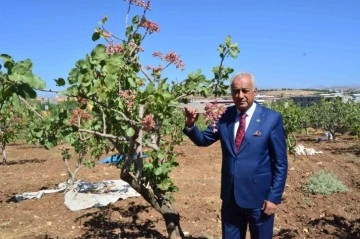 Siirt’te fıstık hasadı başladı