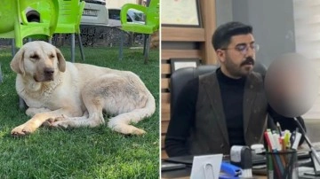 Sokak köpeğinin saldırısına uğrayan genç mimar kuduz olarak hayatını kaybetti