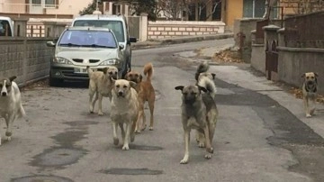 Sözde hayvanseverlere karşı hukuk zaferi! İftira ve tehditlere papuç bırakmadı