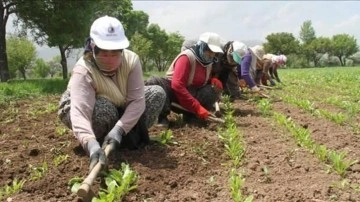 Tarım işçilerinin ücretleri katlandı