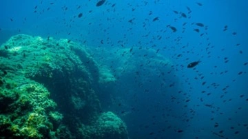 Tehlike geldi çattı! Deniz suyu sıcaklığı arttı. İklimde korkutan değişim