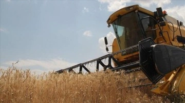 TMO Genel Müdürü Güldal'dan buğday alım fiyatına ilişkin açıklama!