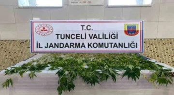 Tunceli’de 227 kök kenevir ele geçirildi