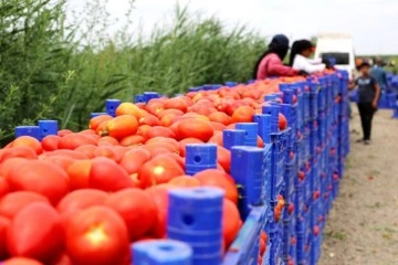 Turfanda domateste hasat sürüyor, 115 bin ton rekolte bekleniyor