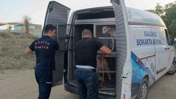 Turgutlu’da dere yatağında mahsur kalan köpek kurtarıldı