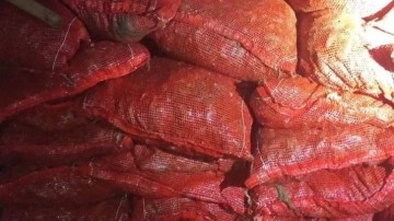 Yalova’da denizden kaçak toplanan 1 ton 150 kilo midye ele geçirildi