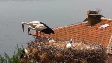 Yaren leylek ile eşi Nazlı, ulaşım tamamlanan gruplara 10 gün sonra kavuştu