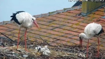 Yaren leylekten üzen haber! 2 yavrusunu kaybetti