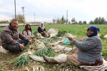 Yeşil soğan bu yıl üreticisini memnun etti