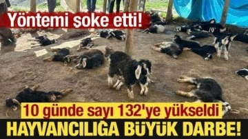 Yöntemi şoke etti: Hayvancılığa büyük darbe! 10 günde sayı 132'ye yükseldi