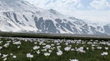 Yüksekova'da kardelen ve çiğdemler çiçek açtı