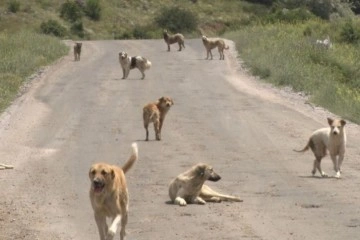 Yüzlerce başıboş köpek açlıktan birbirlerini yemeye başladı